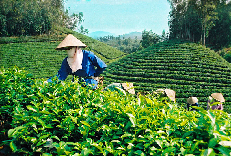 Nông trường Trà Ô Long Tâm Châu